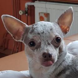 Chihuahua lilac merle gesteriliseerd teefje van 5 jaar