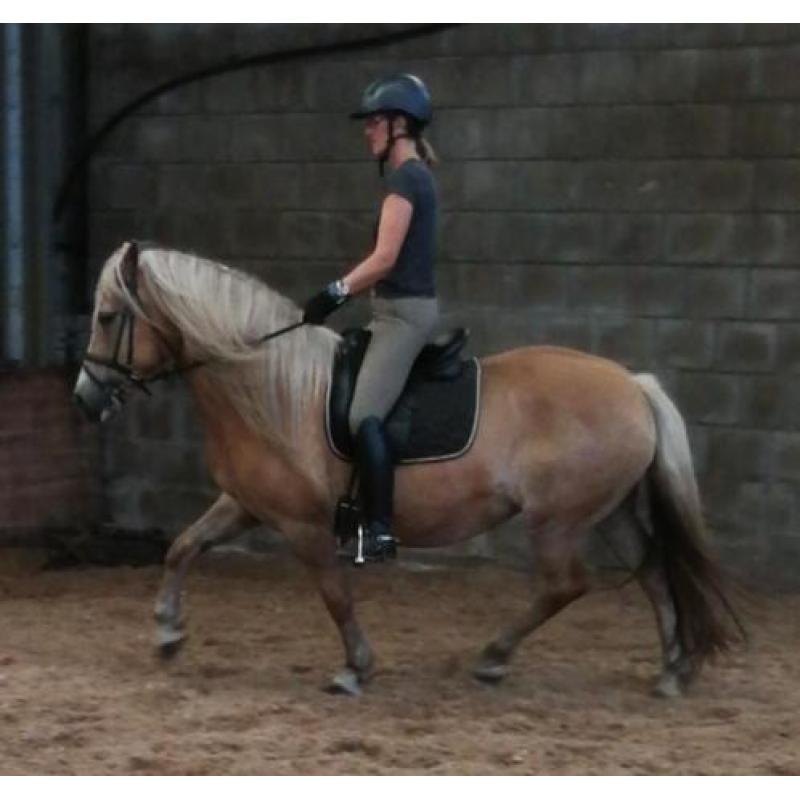 D-pony's goed bereden en braaf