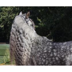 Gave pre/andalusier apto hengst