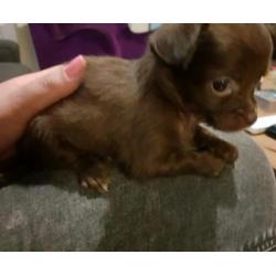 Chihuahua pups te koop!! Nog 3 beschikbaar