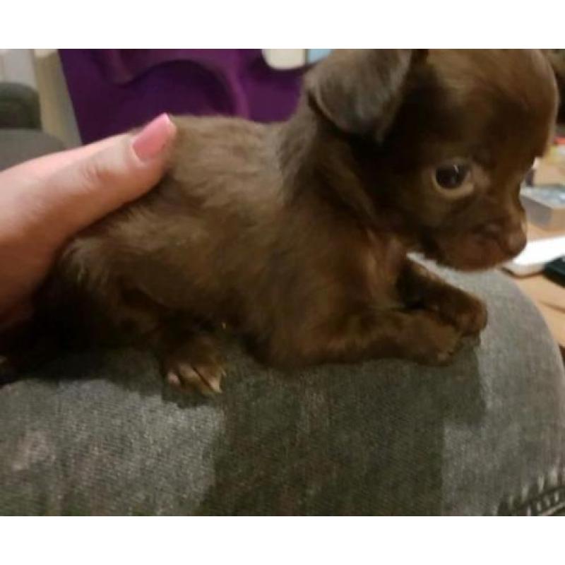 Chihuahua pups te koop!! Nog 3 beschikbaar
