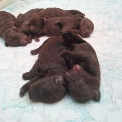 bruine Koningspoedel pups