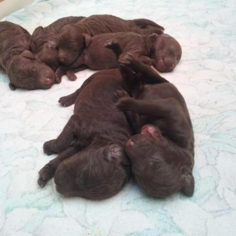 bruine Koningspoedel pups
