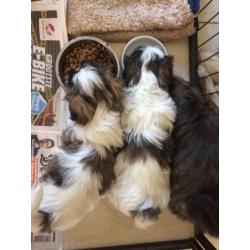 Shih Tzu pup