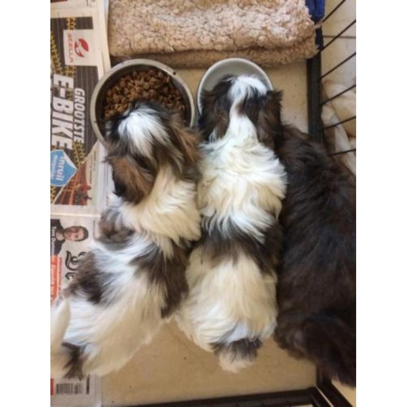 Shih Tzu pup