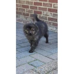 Pomeranian teefjes