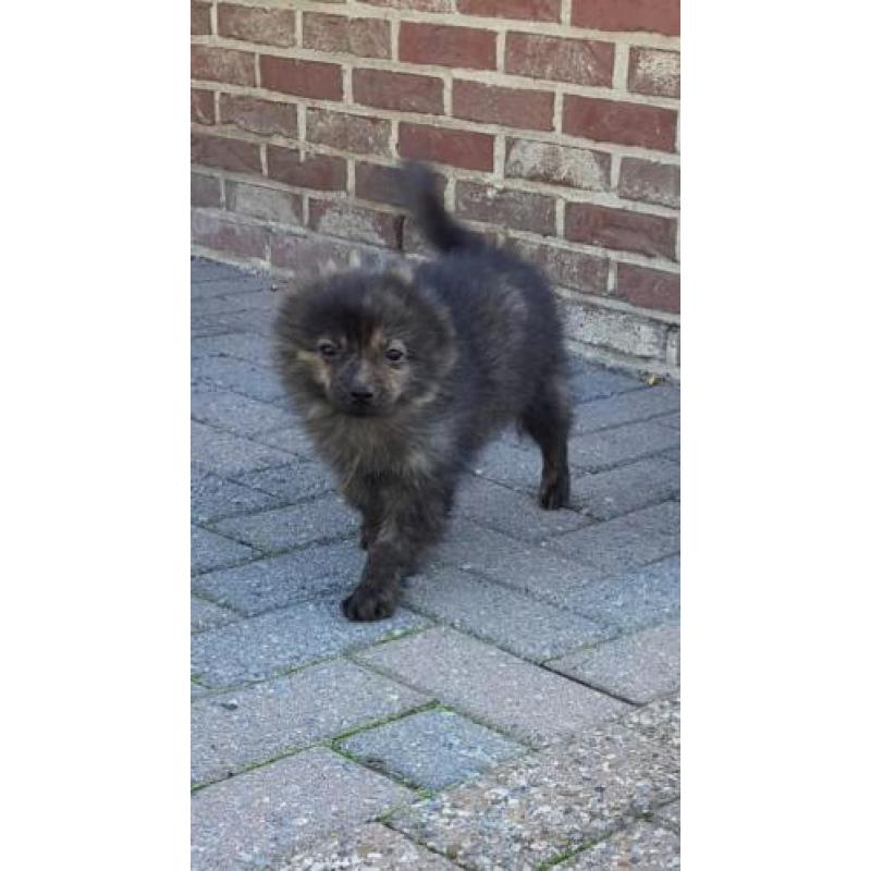 Pomeranian teefjes