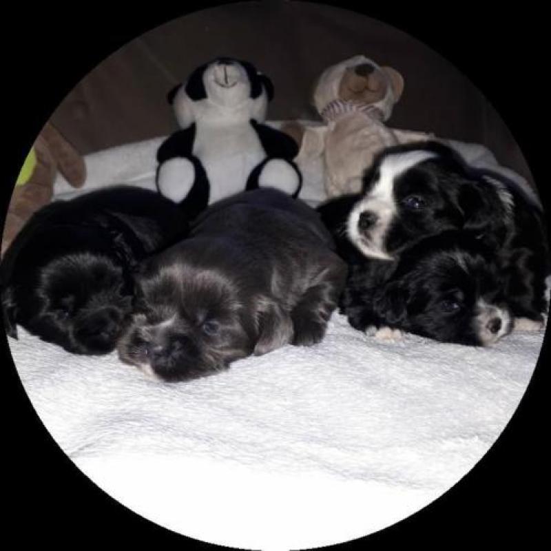 prachtige boomers pups