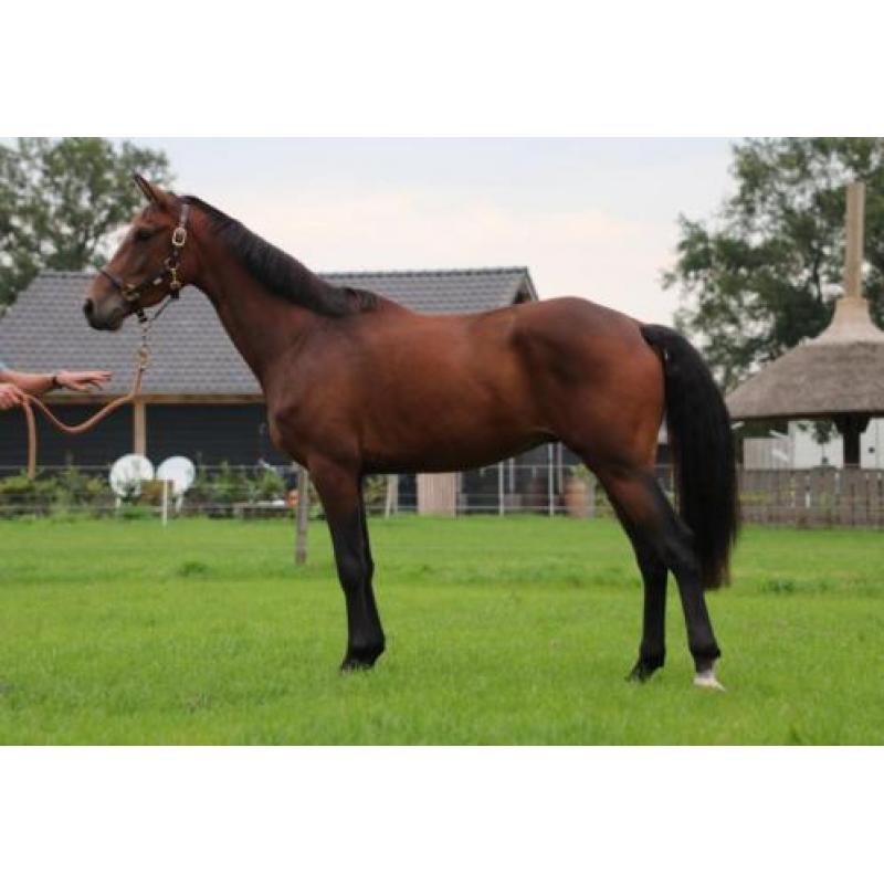 te koop KWPN ruin