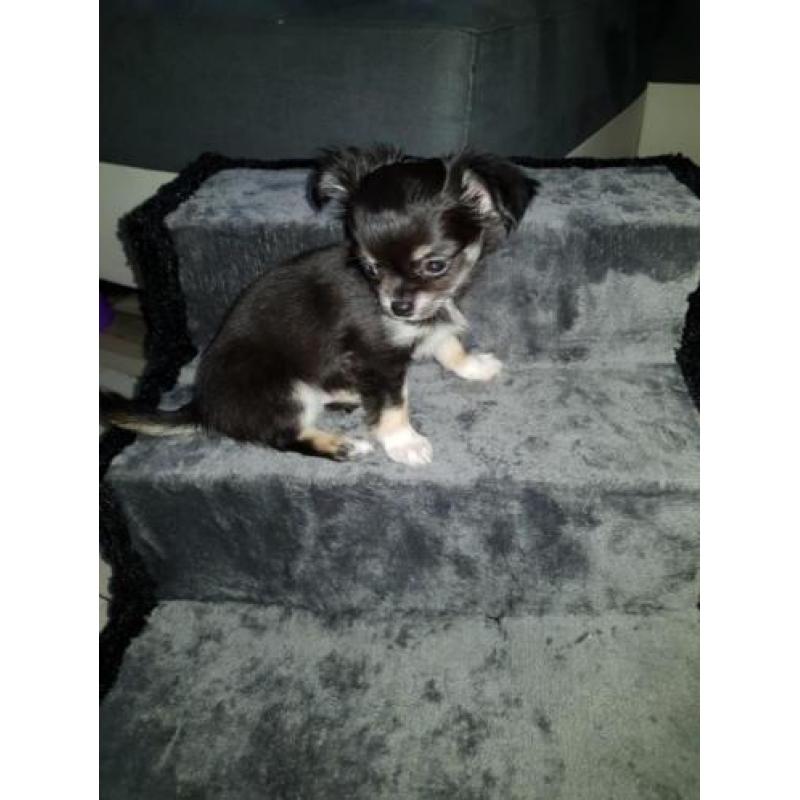 Chihuahuapup kijk snel ik mag weg