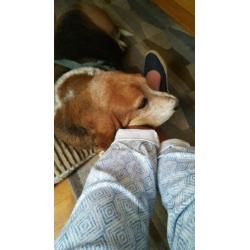 Hond herplaatsing met gratis bench, riem tuig, speeltjes, en