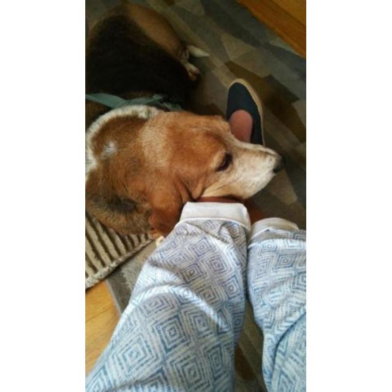 Hond herplaatsing met gratis bench, riem tuig, speeltjes, en