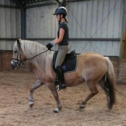 D-pony's goed bereden en braaf