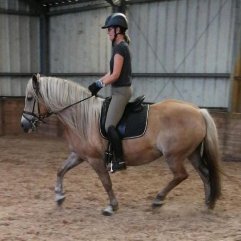 D-pony's goed bereden en braaf
