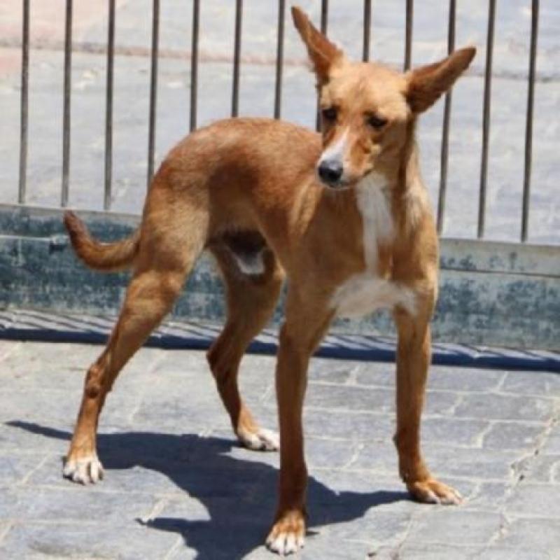 ACE: Thiago, Podenco, niet bang en sociaal met soortgenoten