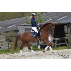Te koop dressuurruin (Ronaldo x Ulft)