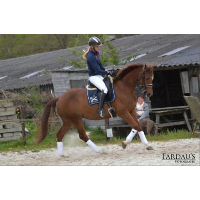 Te koop dressuurruin (Ronaldo x Ulft)