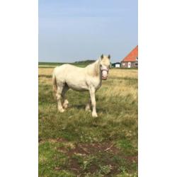 Unieke 2 jarige palomino tinker merrie