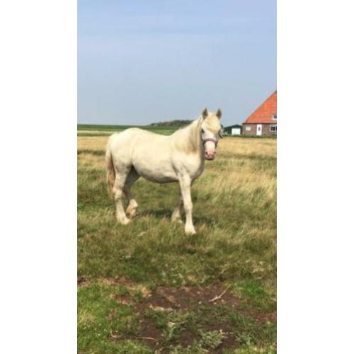 Unieke 2 jarige palomino tinker merrie