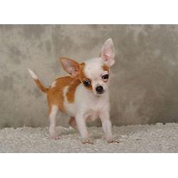 chihuahua pups zoeken thuis!