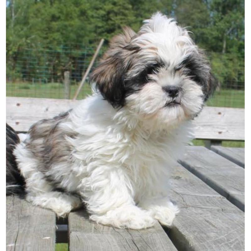 erg Lieve schattige shih tzu pups -- shihtzu pups